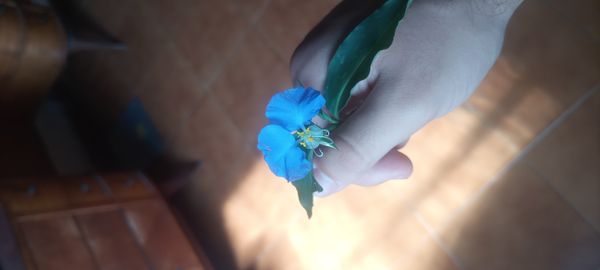 Identificação da planta Trapoeraba por foto