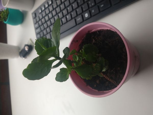 Identificação da planta Calanchoê por foto