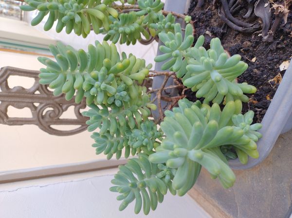 Identificação da planta Salgadeira por foto