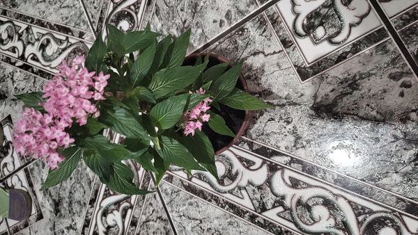 Identificação da planta Estrela-do-egito por foto