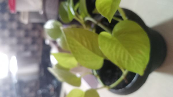 Identificação da planta Jiboia por foto