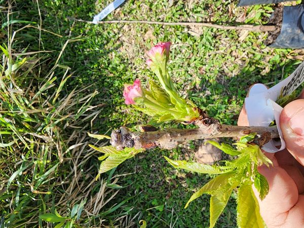 Identificação da planta Cerejeira-do-japão por foto
