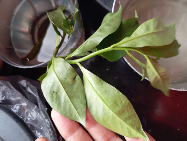 Identificação da planta Ora-pro-nóbis por foto