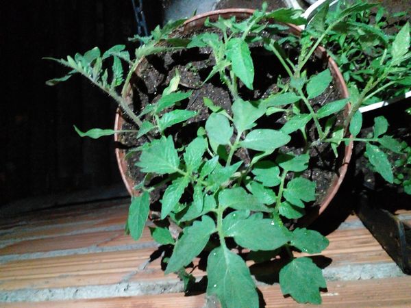 Identificação da planta Tomate por foto