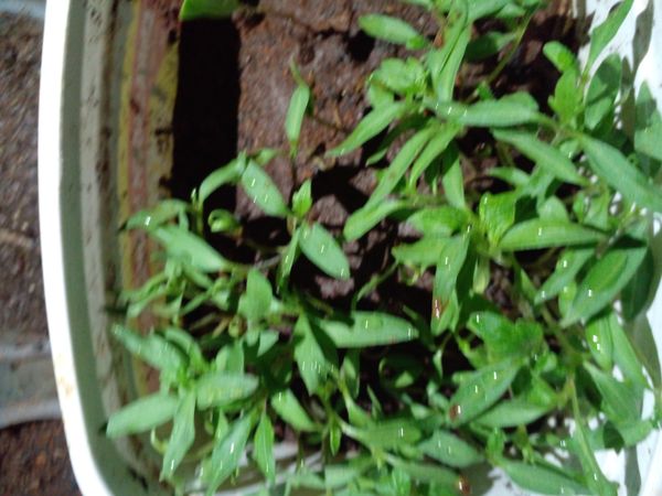 Identificação da planta Azedinha por foto