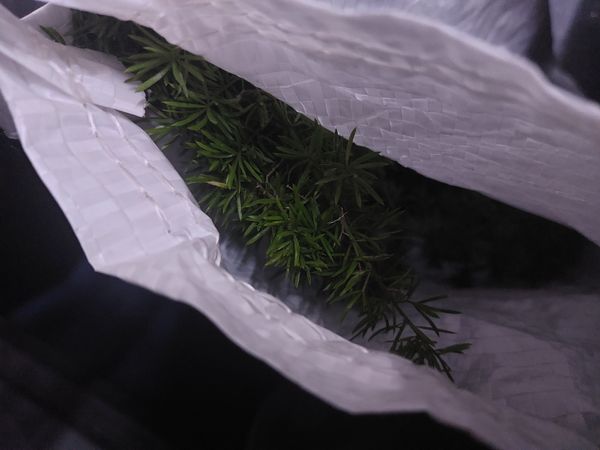 Identificação da planta Samambaiaçu por foto