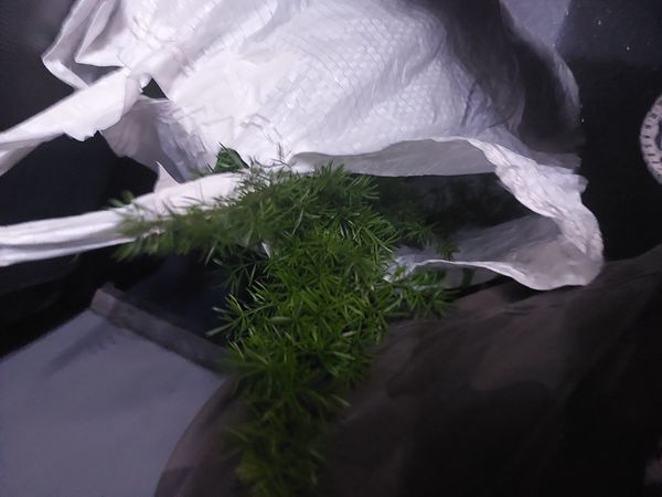 Identificação da planta Aspargo-samambaia por foto