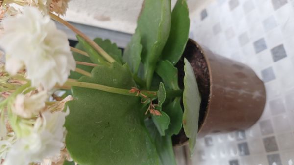 Identificação da planta Calanchoê por foto