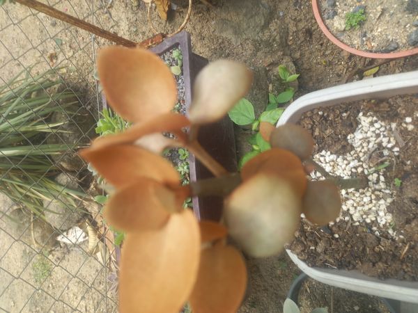 Identificação da planta COLHER DE PRATA por foto