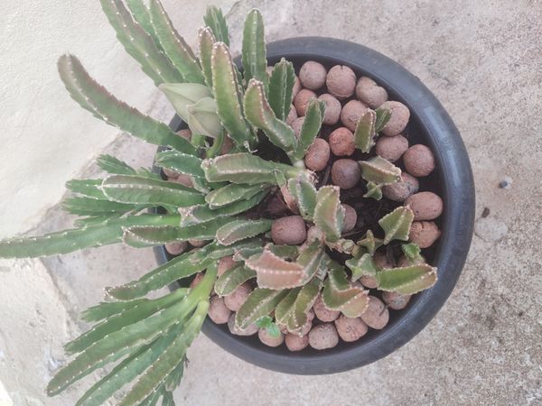 Identificação da planta Flor-cadáver por foto