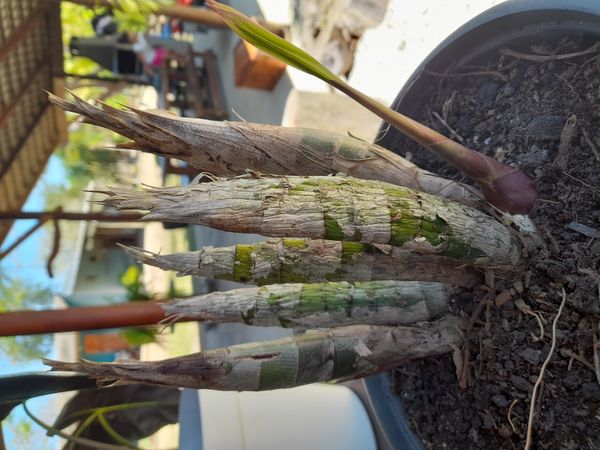 Identificação da planta Canoa por foto
