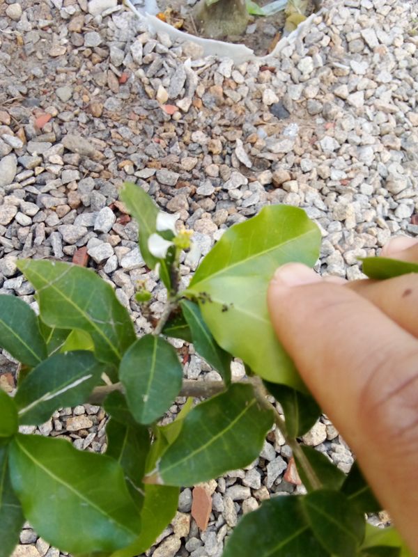 Identificação da planta Pau-ferro por foto