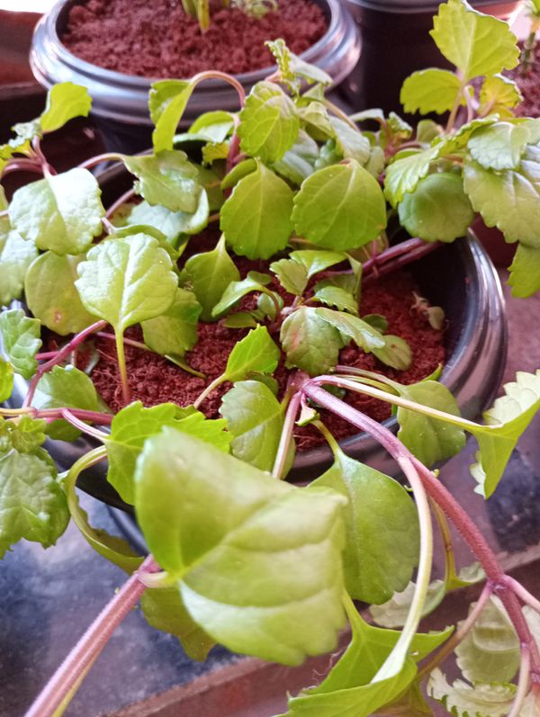 Identificação da planta Dólar por foto