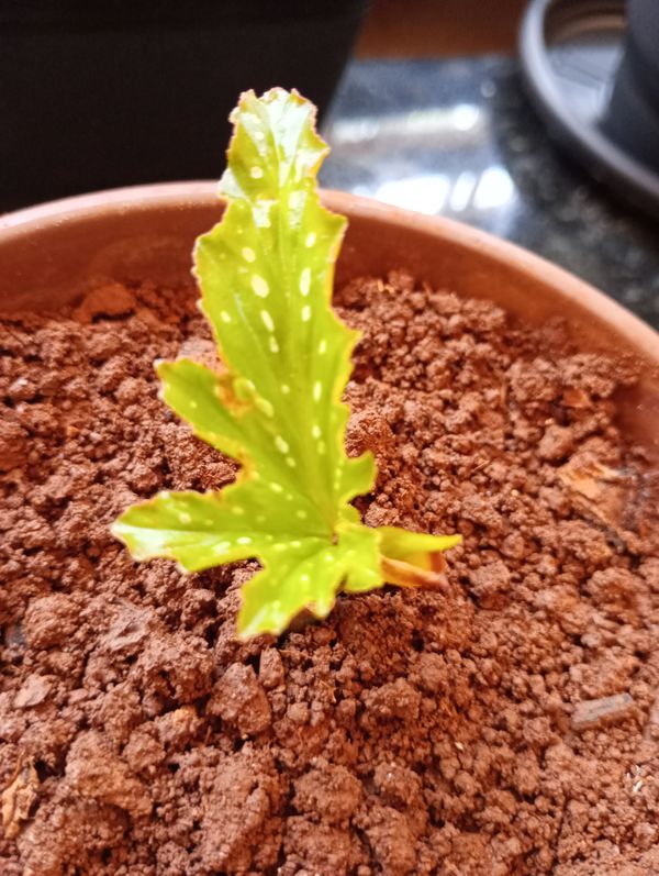 Identificação da planta Begônia por foto