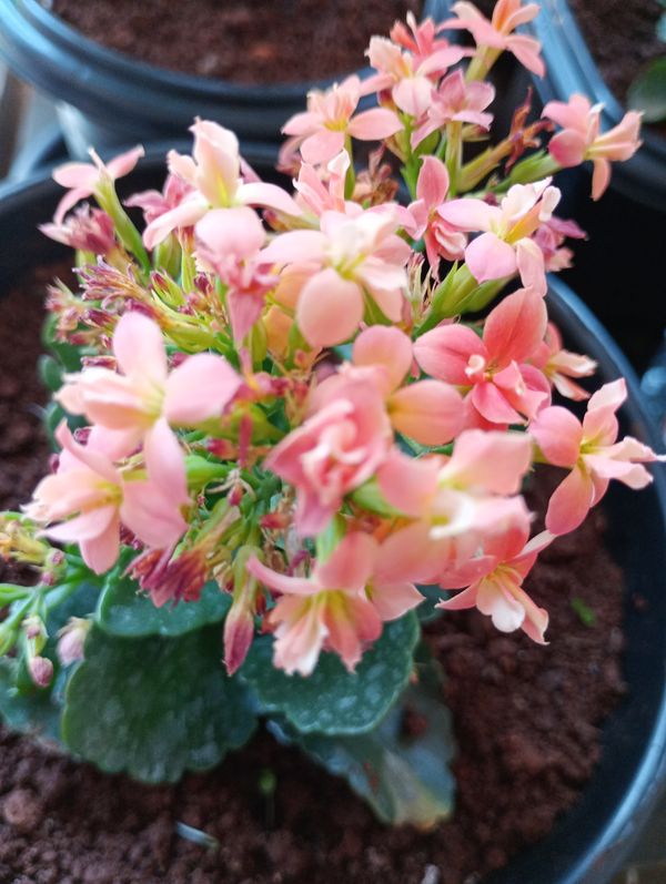 Identificação da planta Calandiva por foto