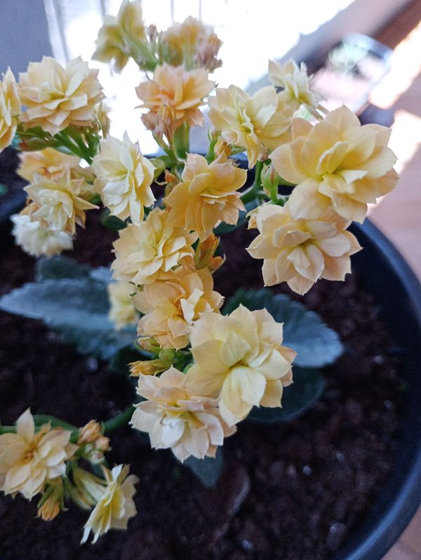 Identificação da planta Calandiva por foto