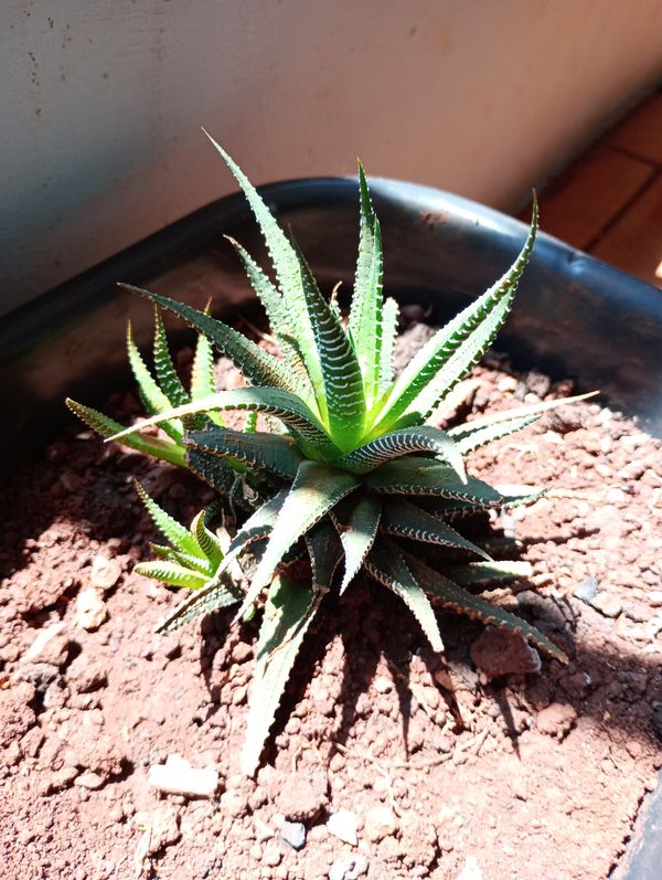Identificação da planta Zebra por foto