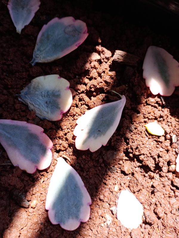 Identificação da planta Pedra-de-fogo por foto