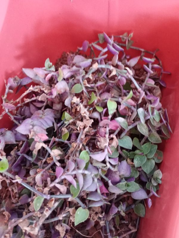 Identificação da planta Tradescantia-nanica por foto