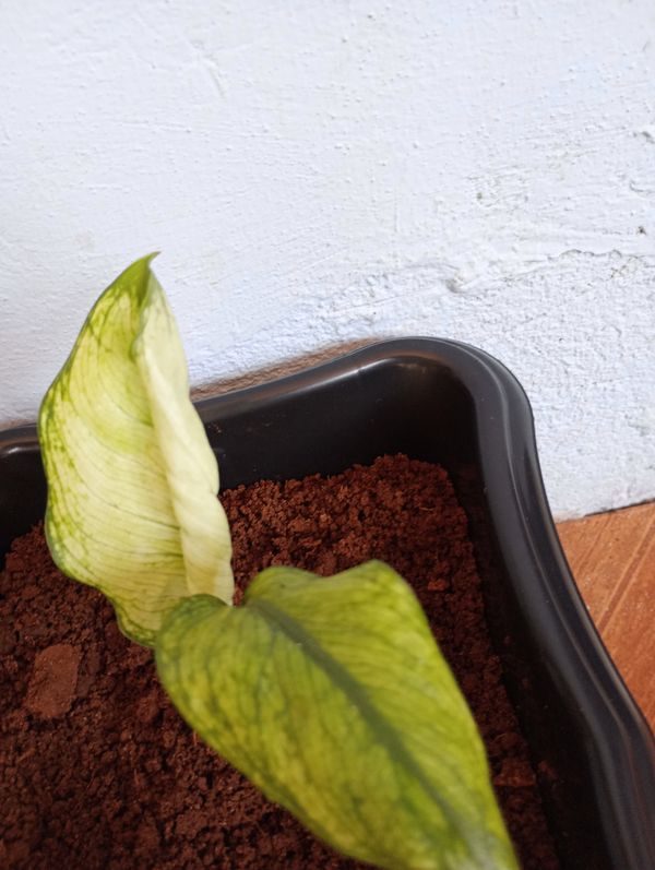 Identificação da planta Comigo-ninguém-pode por foto