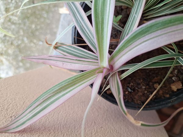 Identificação da planta Abacaxi-roxo por foto
