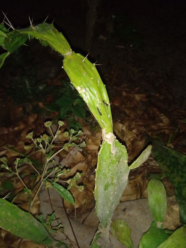 Identificação da planta Palma forrageira por foto