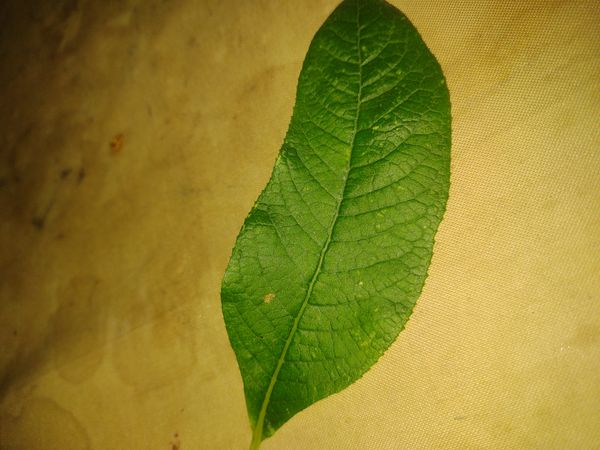 Identificação da planta Cabo-verde por foto