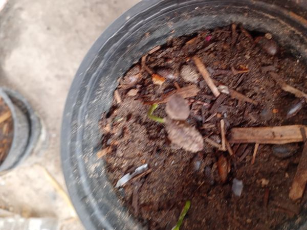 Identificação da planta Você quer o nome comum em português (Brasil) ou em inglês? por foto