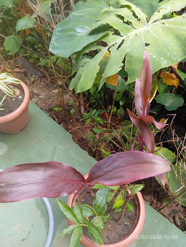 Identificação da planta Dracena por foto