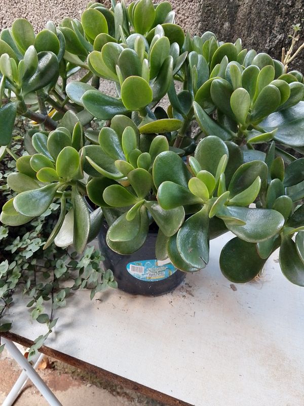 Identificação da planta Planta-jade por foto