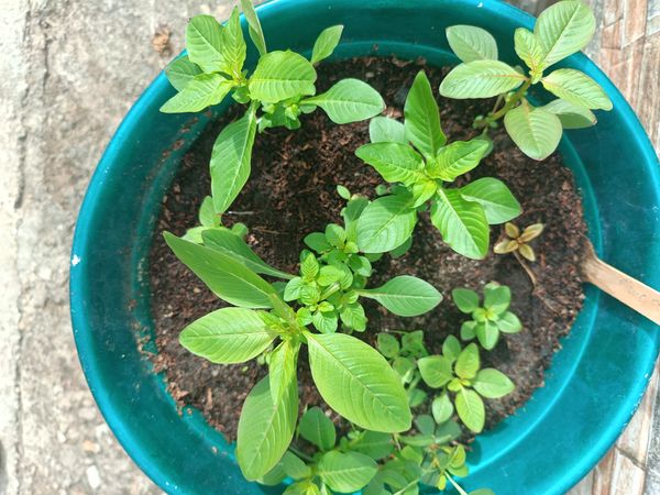 Identificação da planta Douradinha por foto