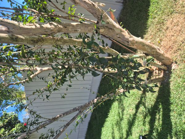 Identificação da planta Pitanga por foto