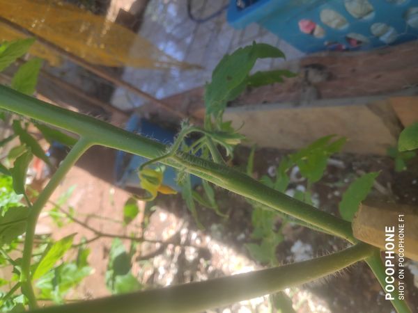 Identificação da planta Tomate por foto