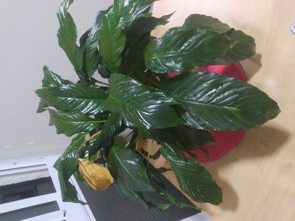 Identificação da planta Como cuida do lirio por foto