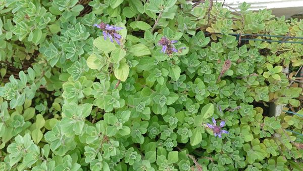 Identificação da planta Boldo chinês por foto