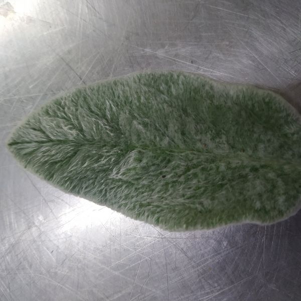Identificação da planta Peixinho-da-horta por foto