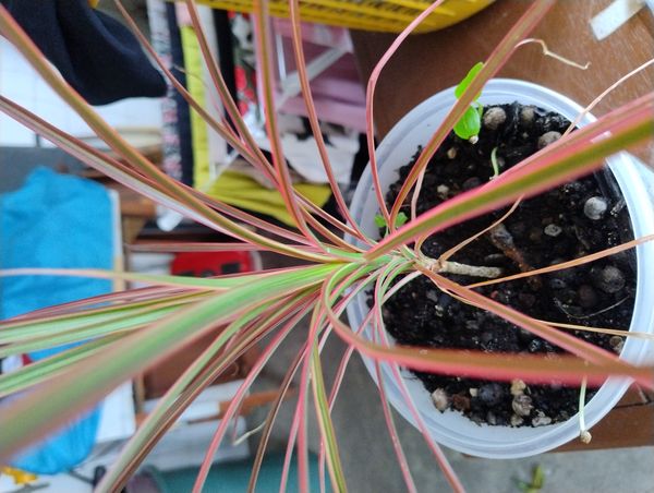 Identificação da planta Pleomele por foto