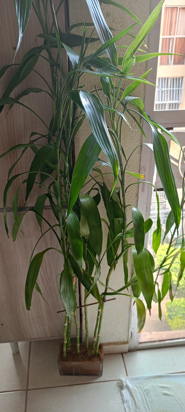 Identificação da planta Bambu da Sorte por foto