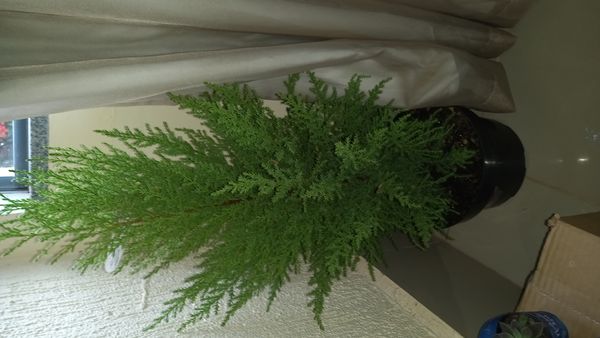Identificação da planta Pinheiro por foto