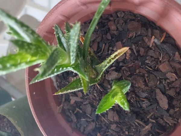 Identificação da planta Dente de tigre por foto