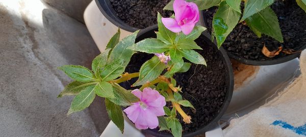 Identificação da planta Beijinho por foto