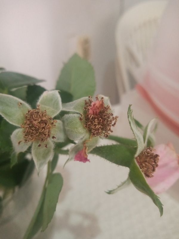 Identificação da planta Rosa silvestre por foto