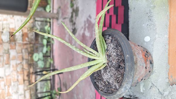 Identificação da planta Babosa por foto