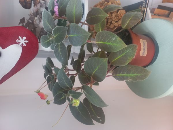 Identificação da planta Canela-de-ema por foto