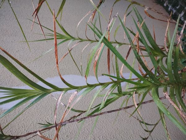 Identificação da planta Orquídea-bambu por foto