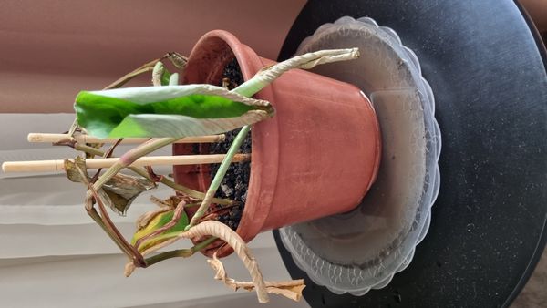 Identificação da planta Maranta-cinza por foto