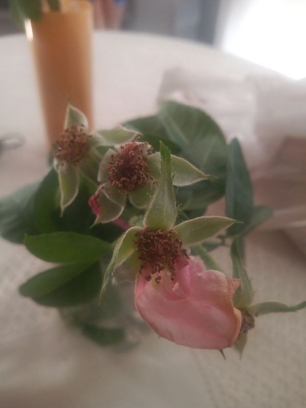 Identificação da planta Rosa silvestre por foto