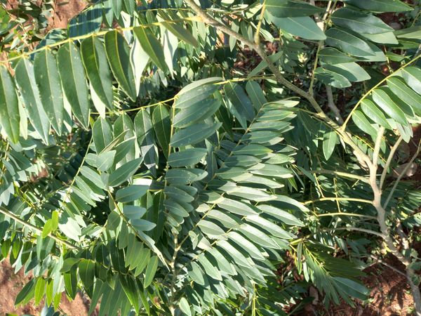Identificação da planta Nogal-da-califórnia por foto