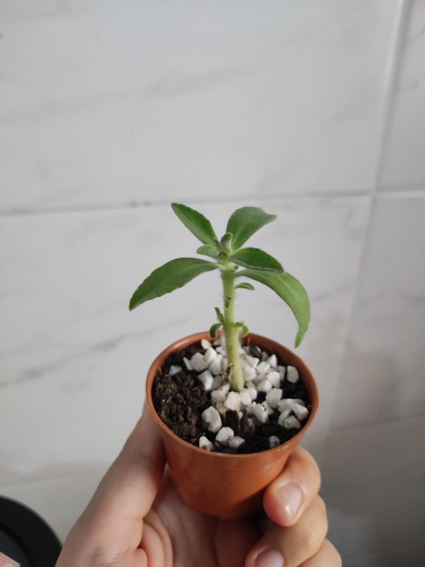 Identificação da planta Stévia por foto