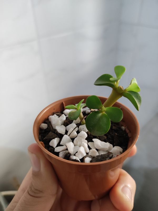 Identificação da planta Jade três cores por foto